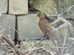 Turdus grayi