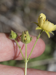Drymocallis lactea austiniae