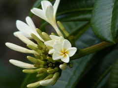Plumeria marchii