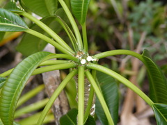 Plumeria marchii