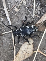 Acanthoderes funeraria