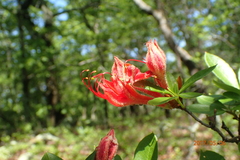 Rhododendron cumberlandense