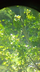 Campylorhynchus gularis