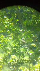 Campylorhynchus gularis