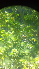 Campylorhynchus gularis