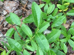Salix myrtillifolia