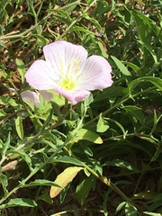 Oenothera speciosa