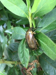 Pseudotorynorrhina japonica