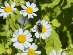 Lucilia