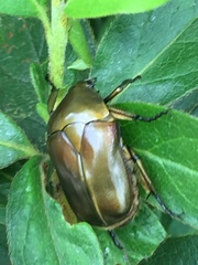 Pseudotorynorrhina japonica