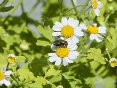 Lucilia