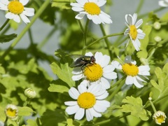 Lucilia
