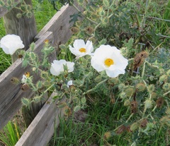 Argemone albiflora texana