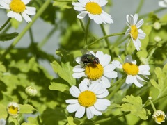 Lucilia