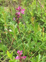 Pedicularis sudetica interior