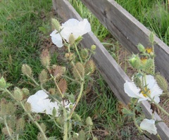 Argemone albiflora texana