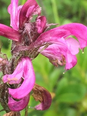 Pedicularis sudetica interior