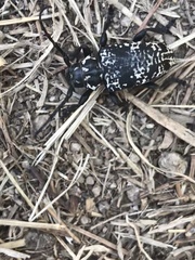 Acanthoderes funeraria