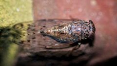 Neocicada hieroglyphica