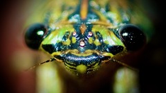 Neocicada hieroglyphica