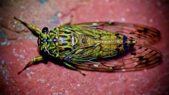 Neocicada hieroglyphica