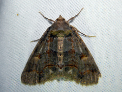 Zale duplicata