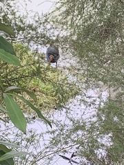 Porphyrio melanotus melanotus