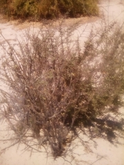 Castela peninsularis