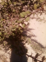 Castela peninsularis