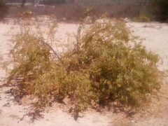 Stegnosperma halimifolium