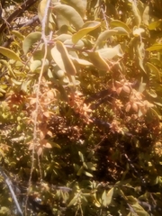 Stegnosperma halimifolium