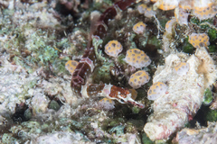 Corythoichthys amplexus