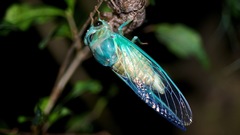 Neotibicen lyricen