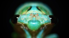 Neotibicen lyricen