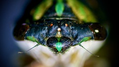 Neotibicen lyricen virescens