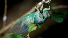 Neotibicen lyricen