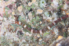 Corythoichthys amplexus