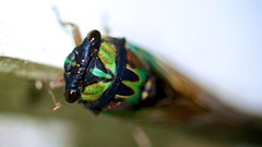 Neotibicen lyricen virescens
