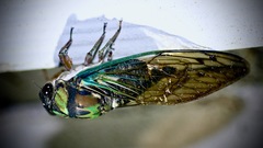Neotibicen lyricen virescens