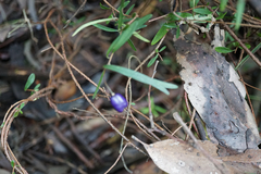 Billardiera macrantha