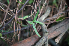 Billardiera macrantha