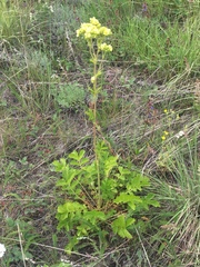 Drymocallis convallaria