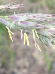 Leymus innovatus