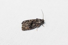 Gymnandrosoma punctidiscanum