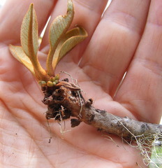 Sideroxylon octosepalum