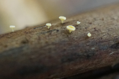 Lachnum pteridophyllum