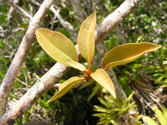Sideroxylon octosepalum