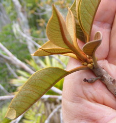 Sideroxylon octosepalum