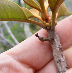 Sideroxylon octosepalum