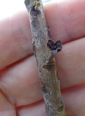 Sideroxylon octosepalum